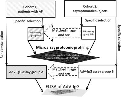 Associations of adenovirus-reactive immunoglobulins with atrial fibrillation and body mass index